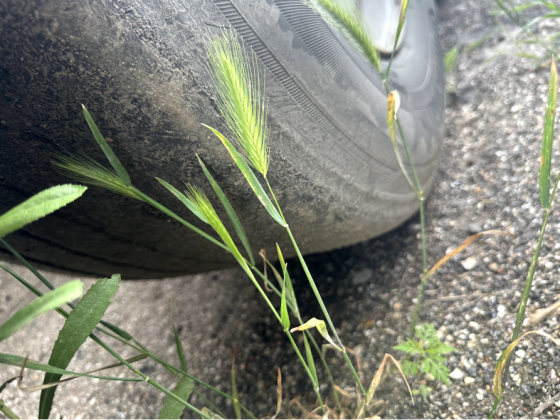 Krone SD 27 2006 Одеса