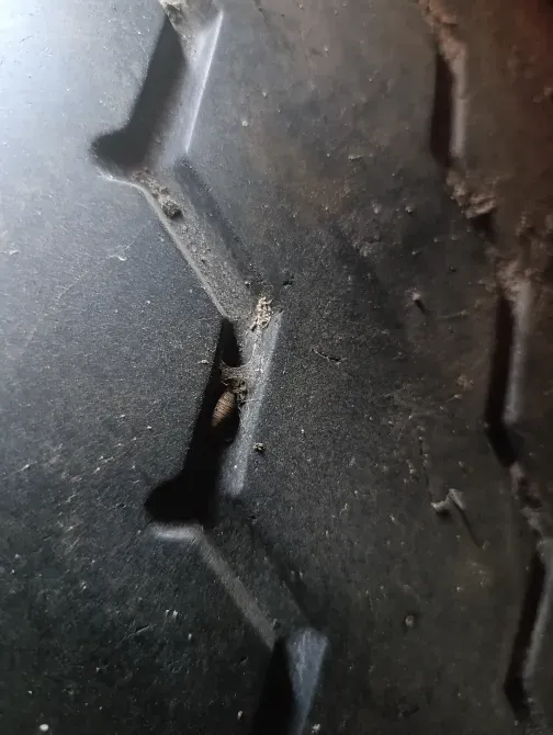 DAF 95 1995 Бровари - зображення 3